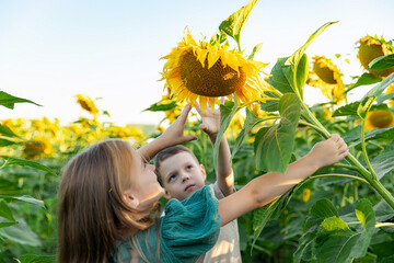 happy little girl and boy have fun among blooming sunflowers under the sunset rays of the sun. Brother and sister spend summer time together in the nature.