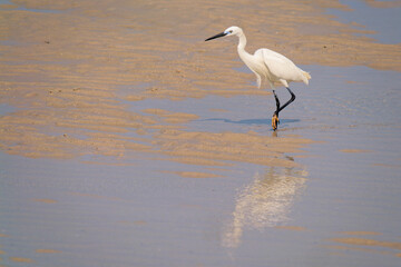 Seidenreiher am Strand in Thailand