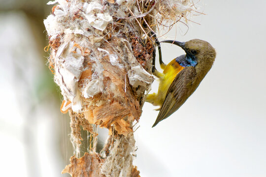 Gr&uuml;nr&uuml;cken-Nektarvogel am Nest