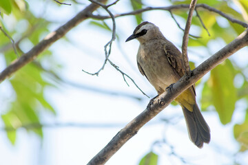 Augenstreifbülbül in Thailand