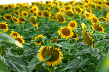 Beautiful sunset over sunflower field