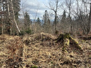 forest with withered grass and tree stump
​