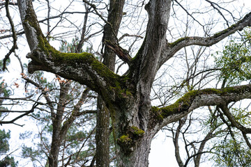 tree and sky