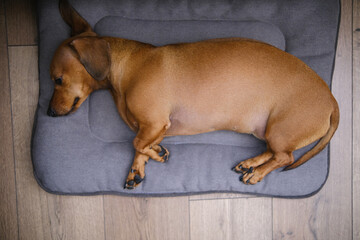 Cute dachshund dog having rest, dachshund dog puppy
