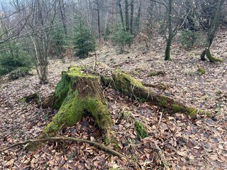 stump covered with moss
