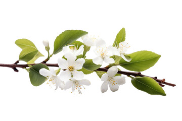 Branch With White Flowers and Green Leaves. A branch adorned with delicate white flowers and lush green leaves stands out against a clear blue sky. Isolated on a Transparent Background PNG.