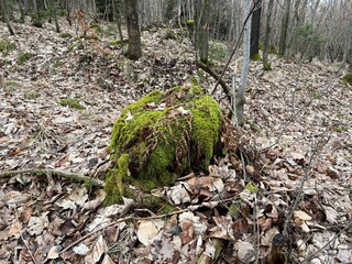 stump covered with moss