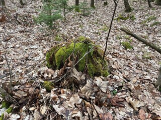 stump covered with moss