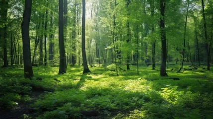Runde Alu-Dibond Bilder Bereich Green summer forest,Rich forest background and nice environment.