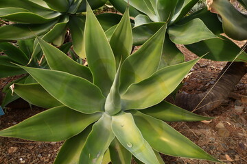 The Jardín Botánico Histórico La Concepción is a landscape garden with over one hundred and...