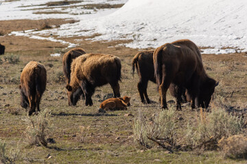 Bison herd grazing with a calf in Yellowstone