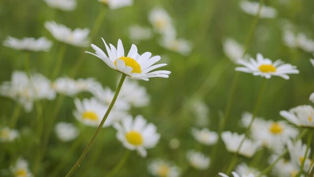 Field of White Daisies in Wind Swaying Close up. White Blooming Chamomile Flowers Summer Field Meadow Close-up. Wildflowers in Nature Spring. Environmental Conservation, Ecosystem. Beautiful Daises.