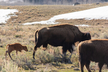 Bison herd grazing with a calf in Yellowstone