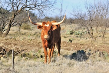 Texas Longhorn in Field