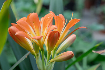 Bright orange flower of clivia miniata blooming close-up. Tropical plant of the family amaryllidaceae. Beautiful bud of natal lily or bush kaffir lily blossom in garden. Horticulture and floriculture.