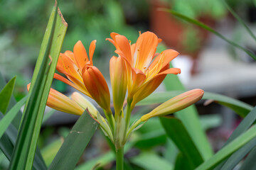 Bright orange flower of clivia miniata blooming close-up. Tropical plant of the family amaryllidaceae. Beautiful bud of natal lily or bush kaffir lily blossom in garden. Horticulture and floriculture.