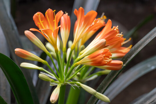 Bright orange flower of clivia miniata blooming close-up. Tropical plant of the family amaryllidaceae. Beautiful bud of natal lily or bush kaffir lily blossom in garden. Horticulture and floriculture.