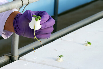 Potato Plant cultivation technique with aeroponic system in Greenhouse.