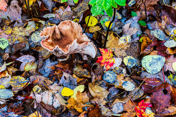 Bright and colorful leaves on the forest floor during autumn. 