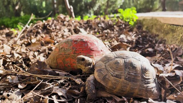 Male tortoise walk to mate with female turtle. breeding animals for breeding. Wild animals and nature. Animals in nature and tree leaves