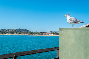 Seagull standing on a metal box with Santa Barbara shore on the background - 750775740