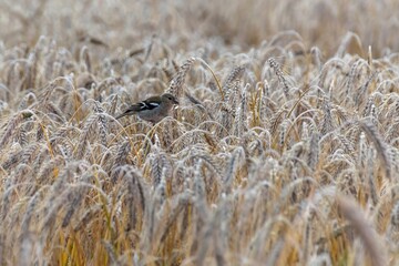bird in the field