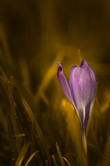 Purple crocus - perfect for a bouquet for her.
