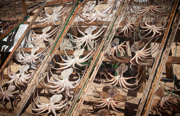 Local village, sun dried octopus on wooden racks on the beach in Nazare, Portugal Travel photography