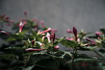 Obraz premium Mirabilis jalapa is growing in garden. Green bush in country garden. Cultivated for its romantic flowers. Marvel of Peru or four o'clock flower