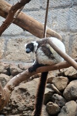 black and white ruffed lemur in a zoo at Tenerife, Canary Islands, Spain.