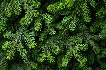 Vibrant textures of dense fir tree foliage