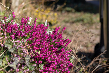 Purple Heather Blooming in Spring (Calluna vulgaris)