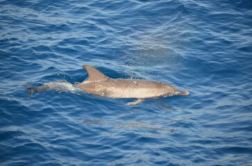 Fototapeta premium Wild delphins near Tenerife swimming