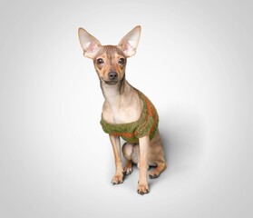 Happy little dog pet posing