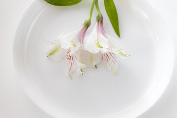 White flowers, alstroemeria on white plate. Summer table décor, farm-style, product display or design key visual layout. Mock up, close up