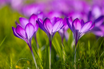 Freshly bloomed purple crocuses in a meadow in March. Colorful, slightly translucent petals shine in low spring sun in a park in Hamburg (Germany). Macro shot with selective focus. Frog perspective.