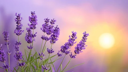 Papier Peint photo autocollant Violet Sunset Glow Lavender, Decorative Backdrop