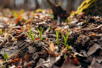 Sprouts of young plants in the forest from under the leaves. The first spring leaves of grass in the forest in the sun
