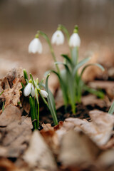 The first spring flowers of snowdrops in the forest against the background of last year's old leaves