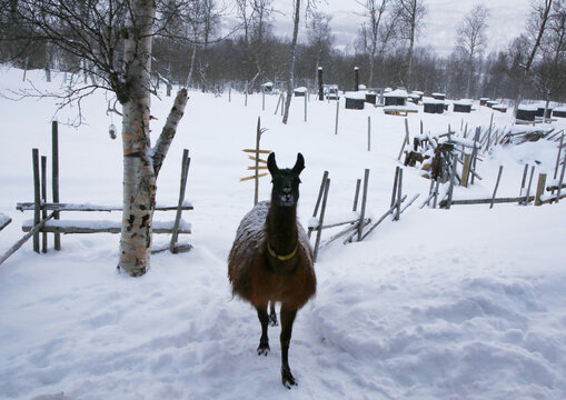 Lama nella neve a Bardu, Norvegia