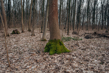 A large old tree is overgrown with moss. The symbiosis of moss and wood. Green moss in the forest