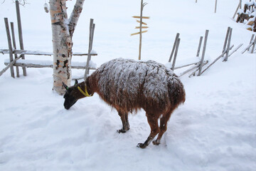 Lama nella neve a Bardu, Norvegia