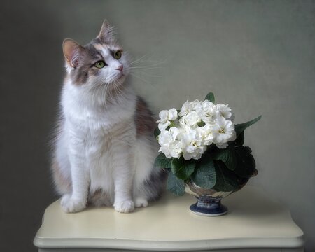 Still life with spring bouquet and curious cat