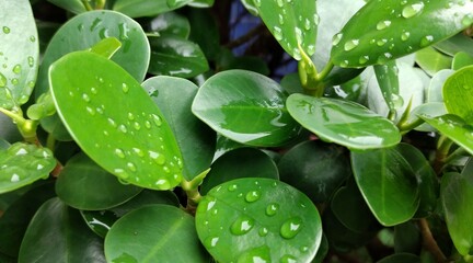 Close up of green leaves with water drops after rain. Nature background