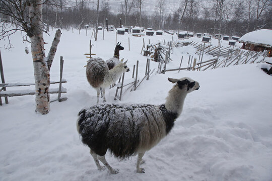 Lama nella neve a Bardu, Norvegia