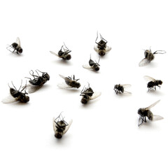 Pile of Dead Flies Lying on their Backs on White Background