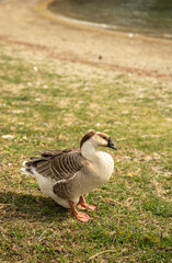 A brown goose sits on a meadow.
