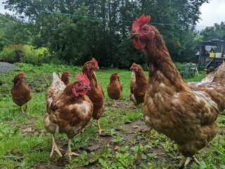 A flock of Red Sex Link Chickens on the grass. Pecking away on a farm in the summer.