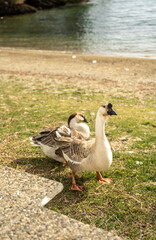 A brown goose sits on a meadow.
