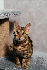 Bengal cat is playing at home